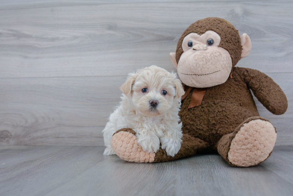 Happy Maltipoo Baby