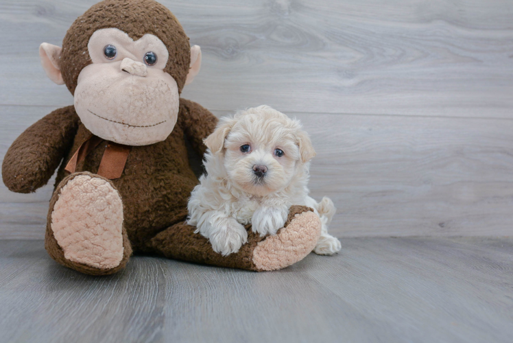 Maltipoo Puppy for Adoption