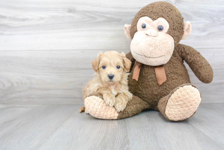 Funny Maltipoo Poodle Mix Pup