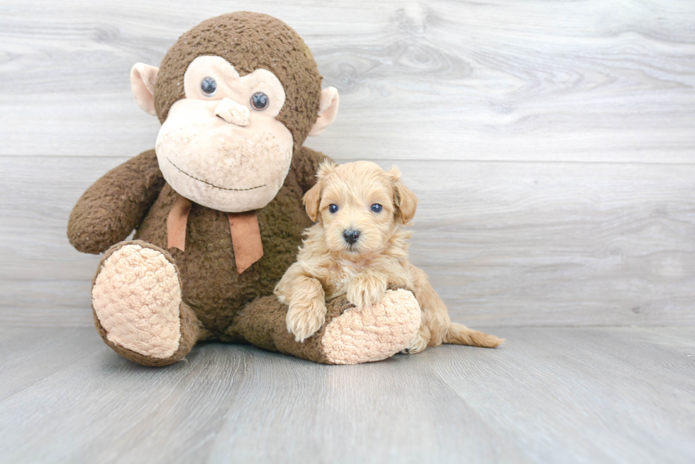 Maltipoo Pup Being Cute