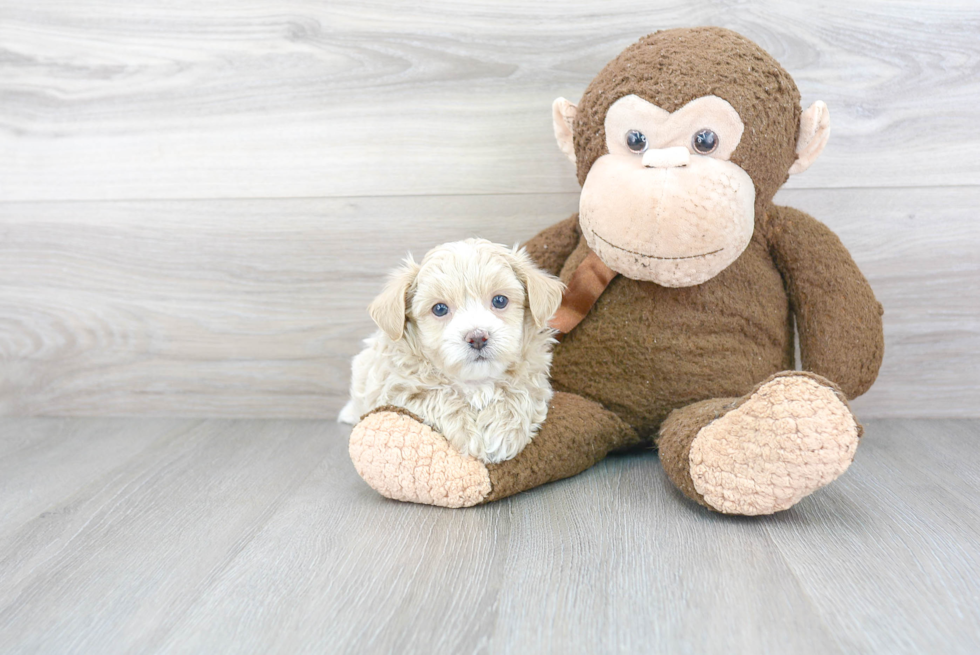 Playful Maltese Poodle Poodle Mix Puppy