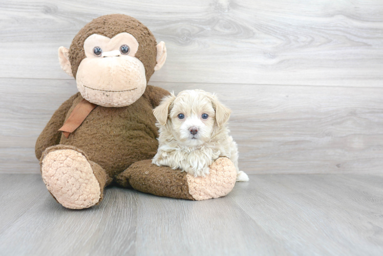 Hypoallergenic Maltese Poodle Poodle Mix Puppy