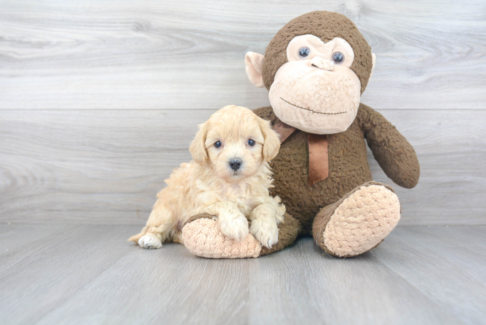 Smart Maltipoo Poodle Mix Pup