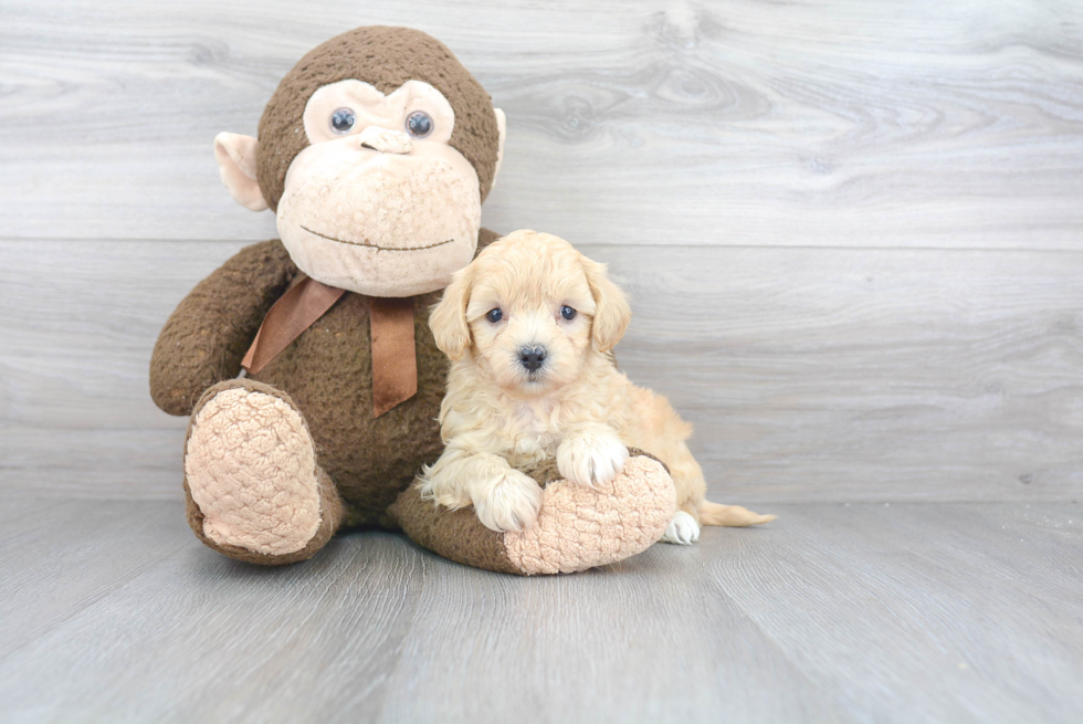 Playful Maltese Poodle Poodle Mix Puppy