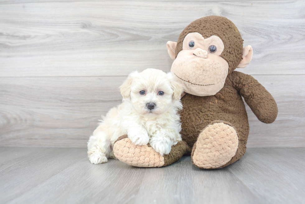 Best Maltipoo Baby