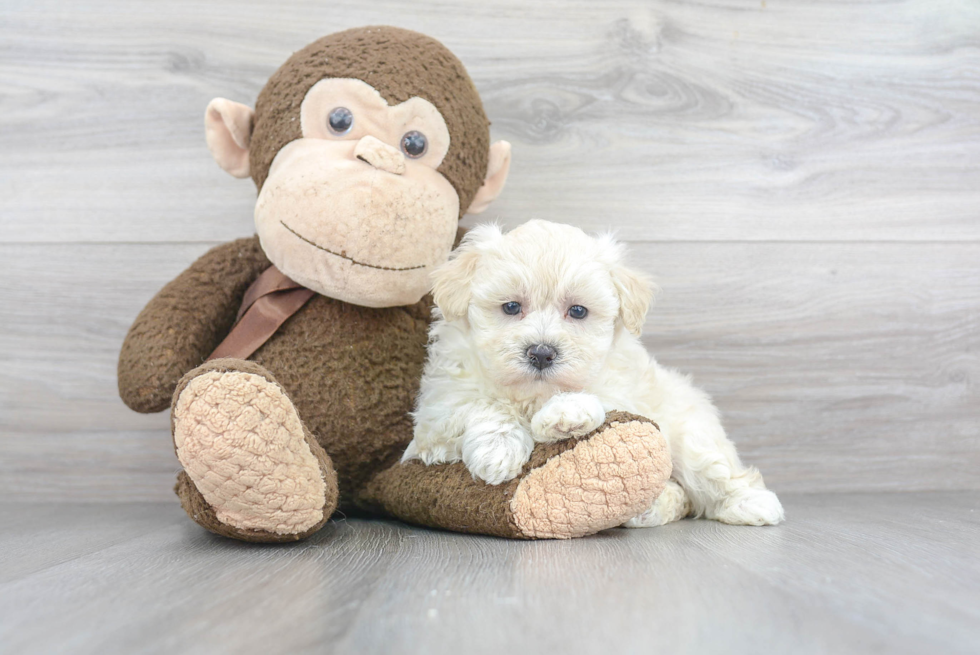 Maltipoo Pup Being Cute