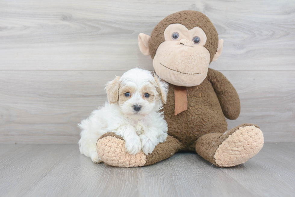 Fluffy Maltipoo Poodle Mix Pup