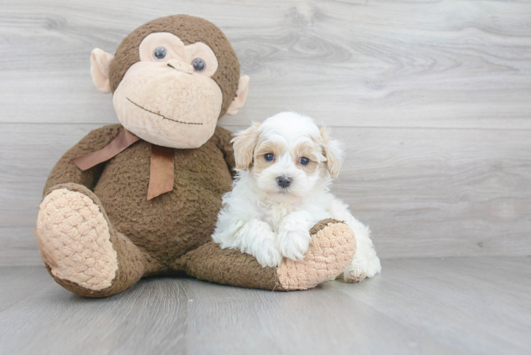 Friendly Maltipoo Baby