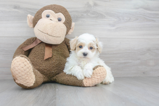 Friendly Maltipoo Baby