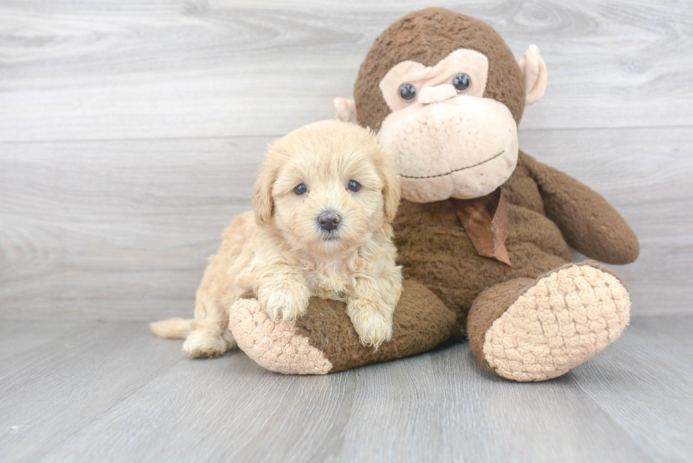 Maltipoo Pup Being Cute
