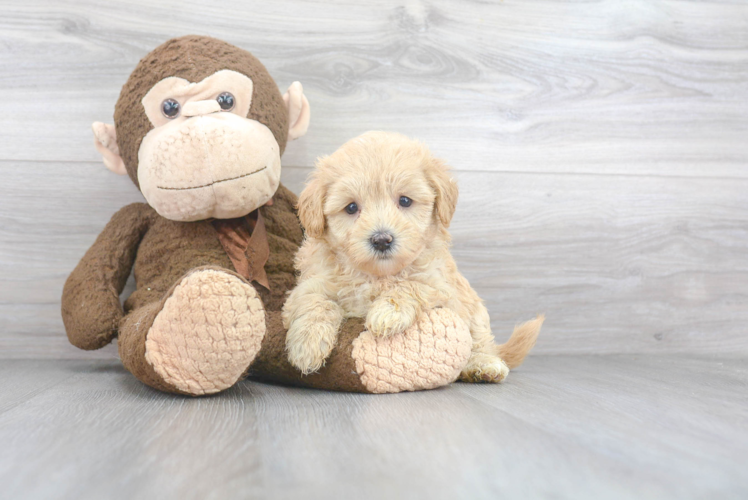 Sweet Maltipoo Baby
