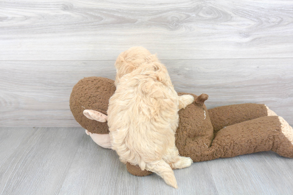Sweet Maltipoo Baby