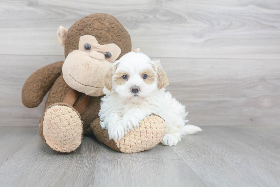 Small Maltipoo Baby