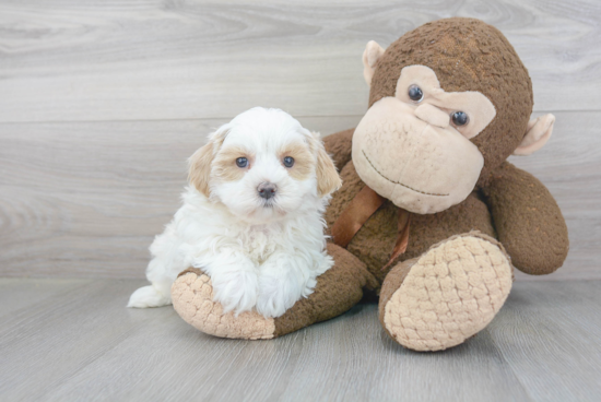 Sweet Maltipoo Baby