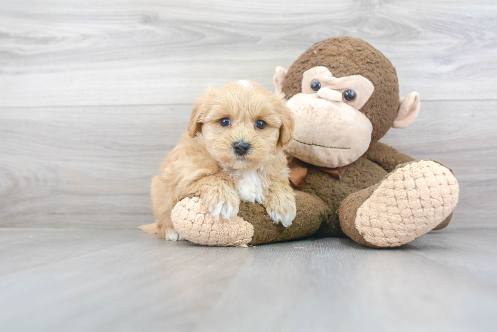 Maltipoo Pup Being Cute