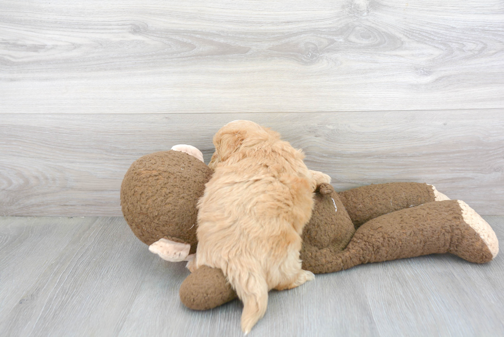 Petite Maltipoo Poodle Mix Pup