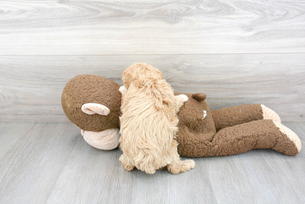 Hypoallergenic Maltese Poodle Poodle Mix Puppy