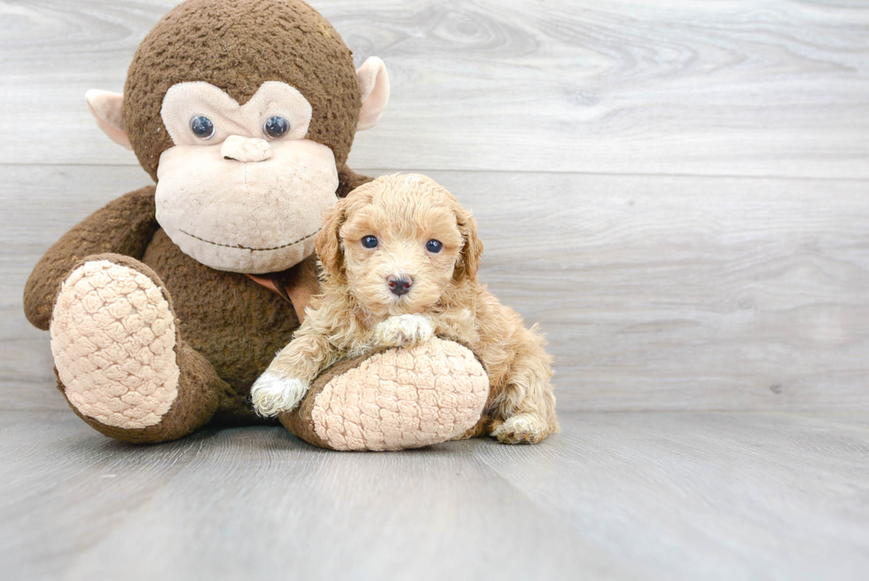 Best Maltipoo Baby