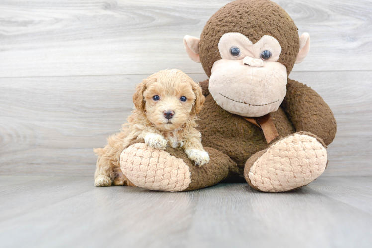 Cute Maltipoo Baby