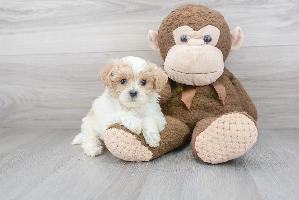 Funny Maltipoo Poodle Mix Pup