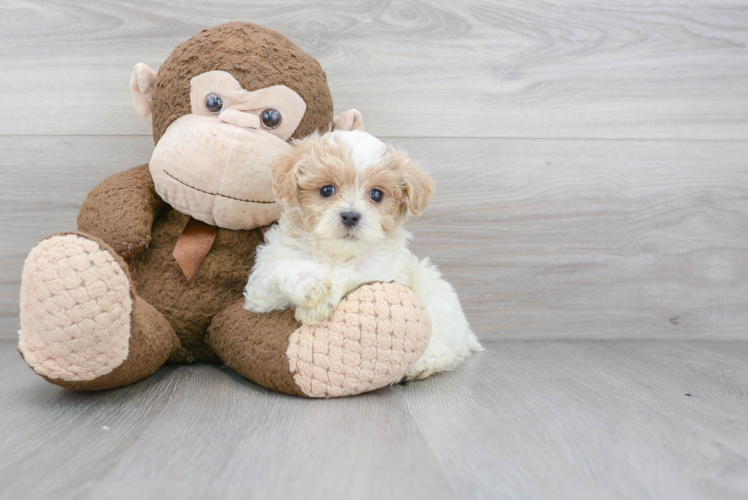 Maltipoo Pup Being Cute