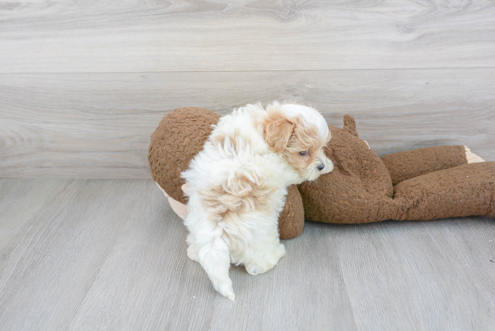 Small Maltipoo Baby