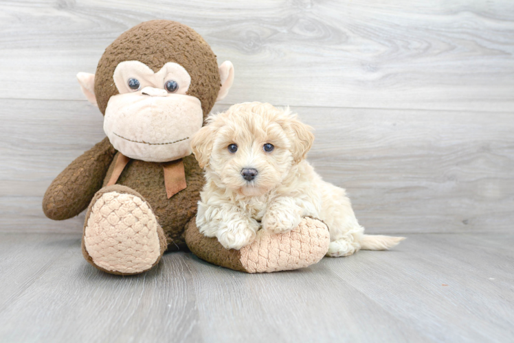 Best Maltipoo Baby