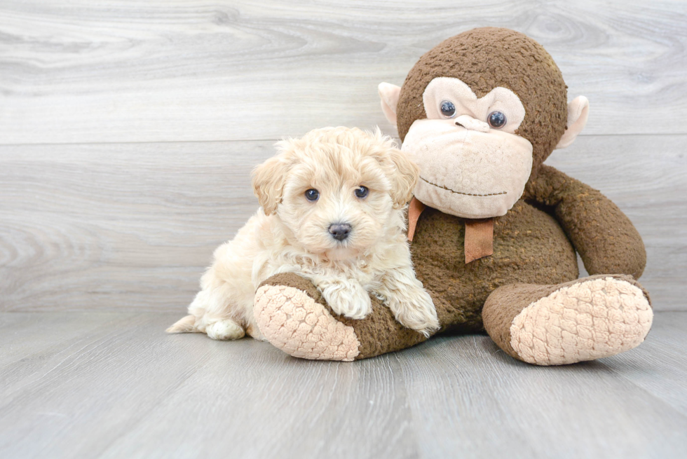 Maltipoo Pup Being Cute