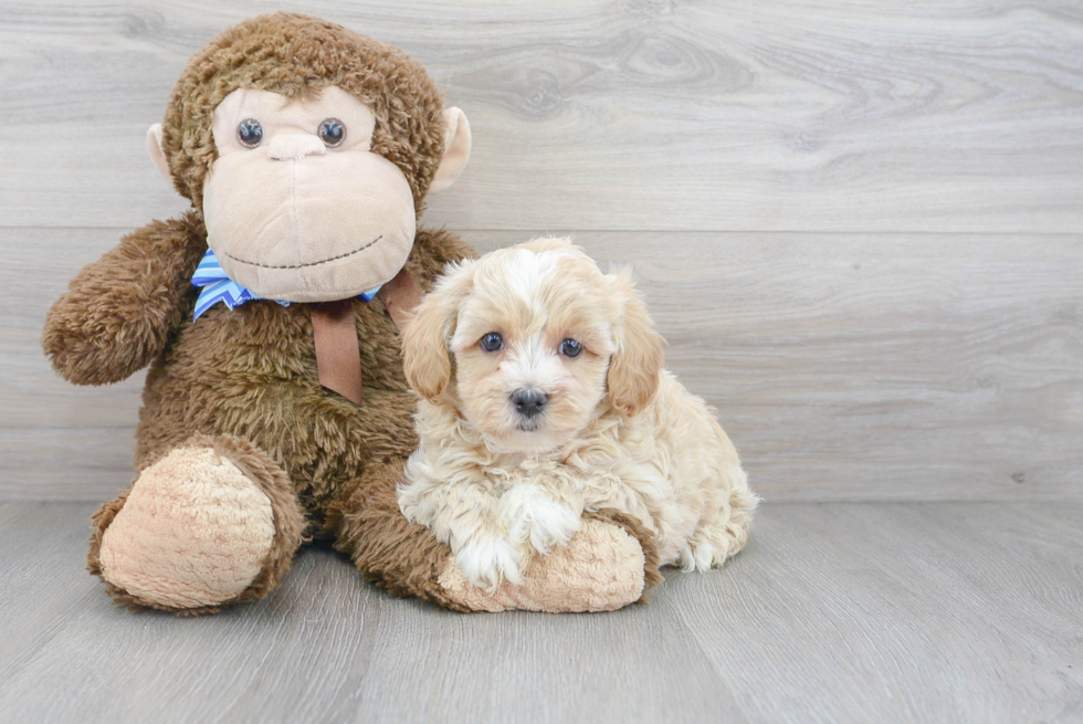 Maltipoo Pup Being Cute