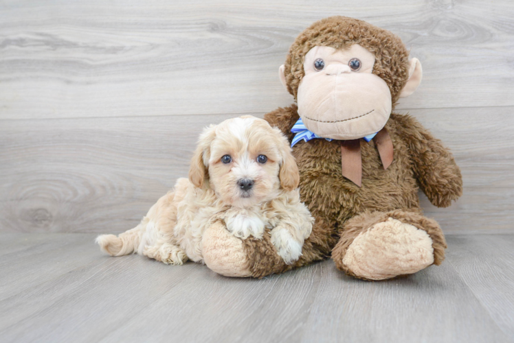 Petite Maltipoo Poodle Mix Pup