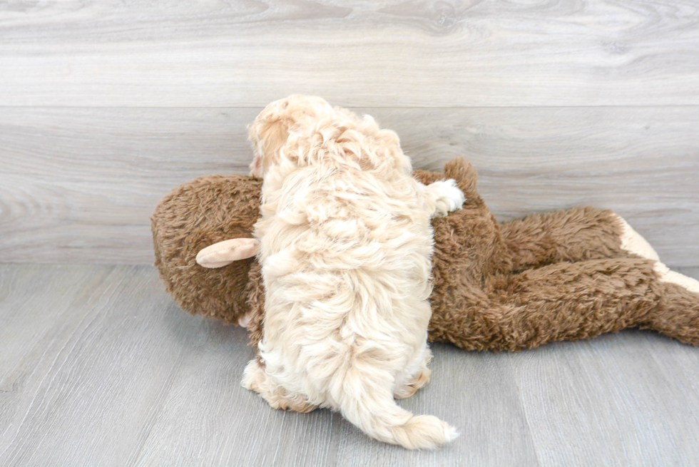 Sweet Maltipoo Baby