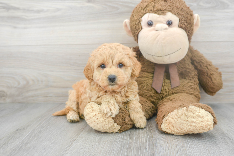 Best Maltipoo Baby