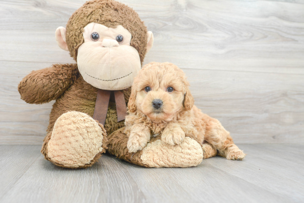 Playful Maltese Poodle Poodle Mix Puppy