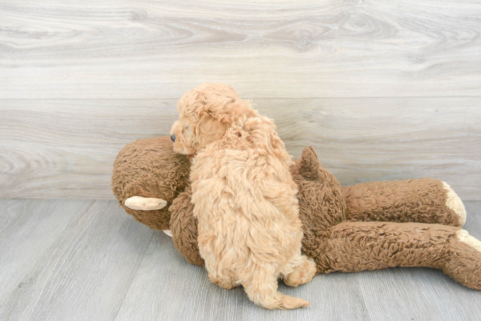 Maltipoo Pup Being Cute