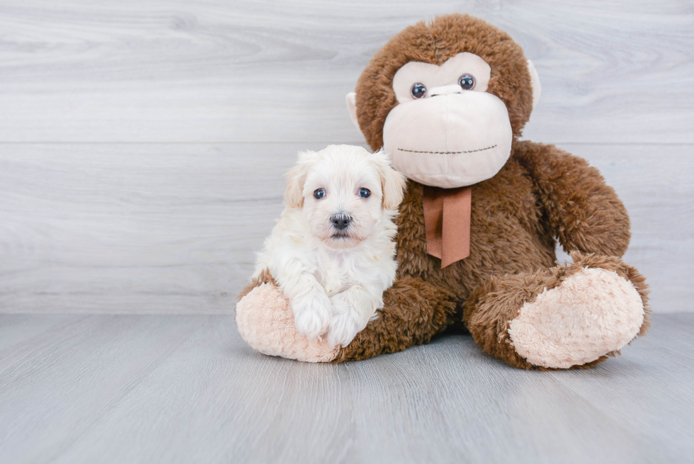 Little Maltepoo Poodle Mix Puppy