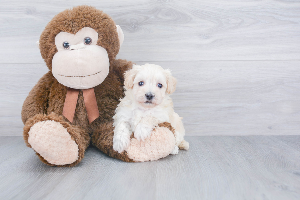 Cute Maltipoo Baby