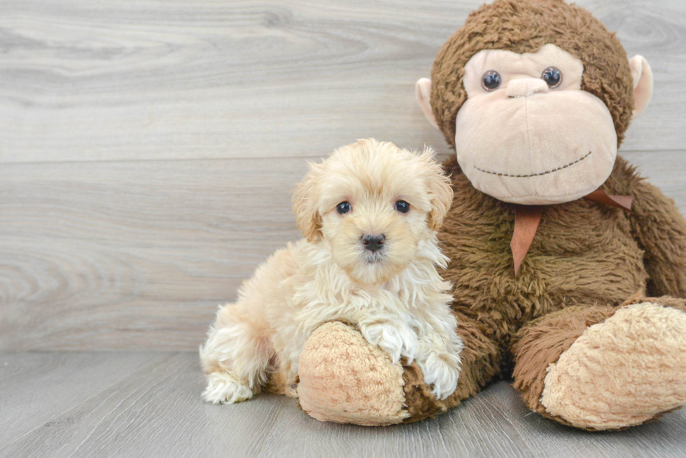 Cute Maltipoo Baby