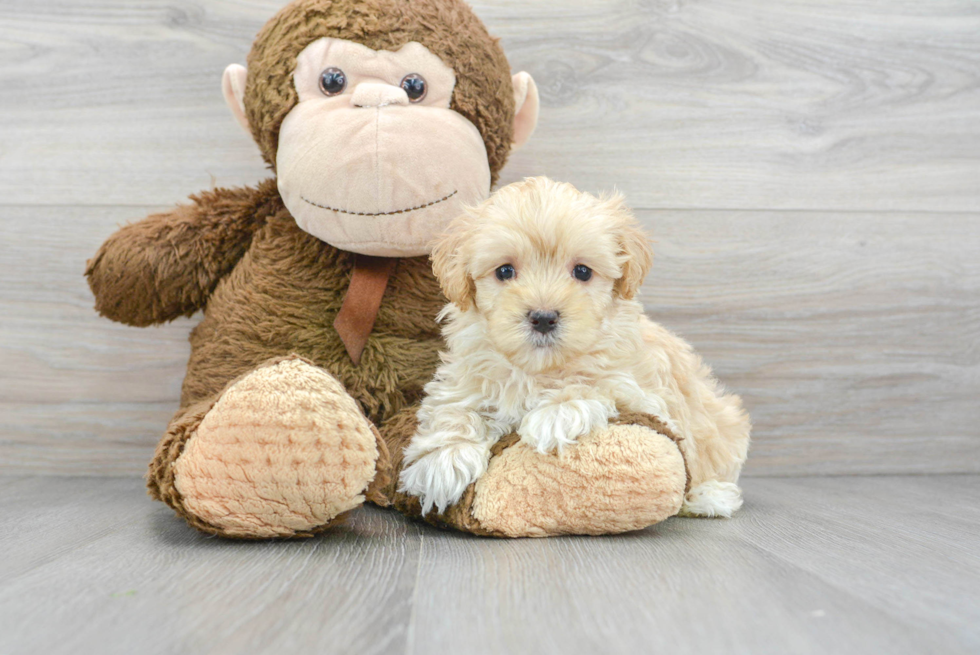 Happy Maltipoo Baby
