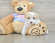 8 week old Maltipoo Puppy For Sale - Premier Pups