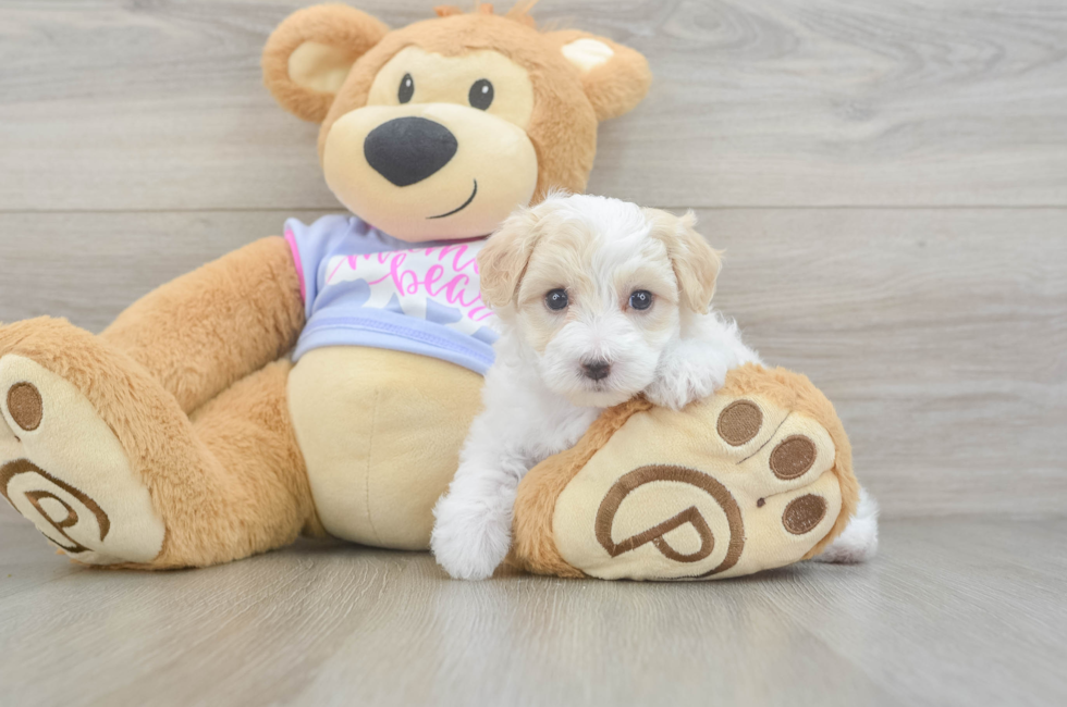 6 week old Maltipoo Puppy For Sale - Premier Pups