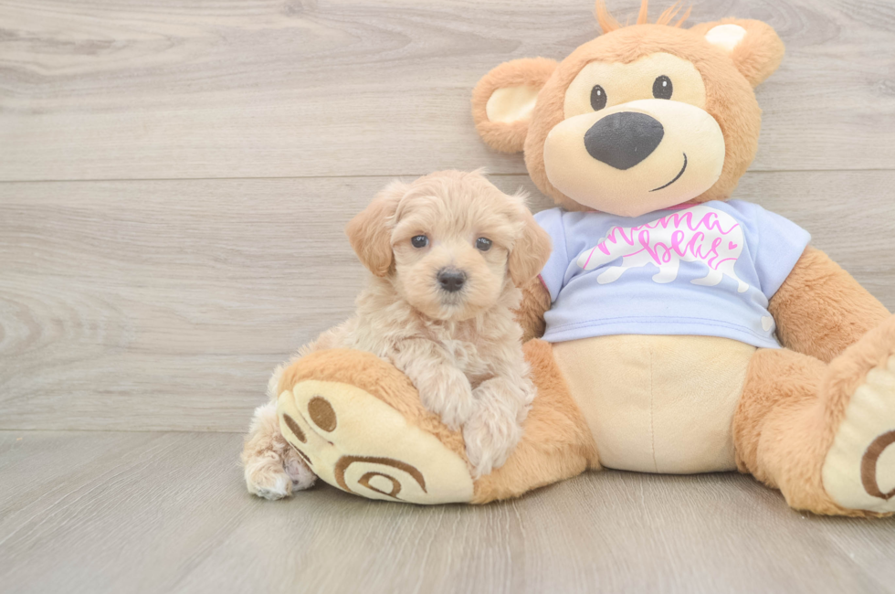 6 week old Maltipoo Puppy For Sale - Premier Pups