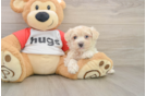 Maltipoo Pup Being Cute