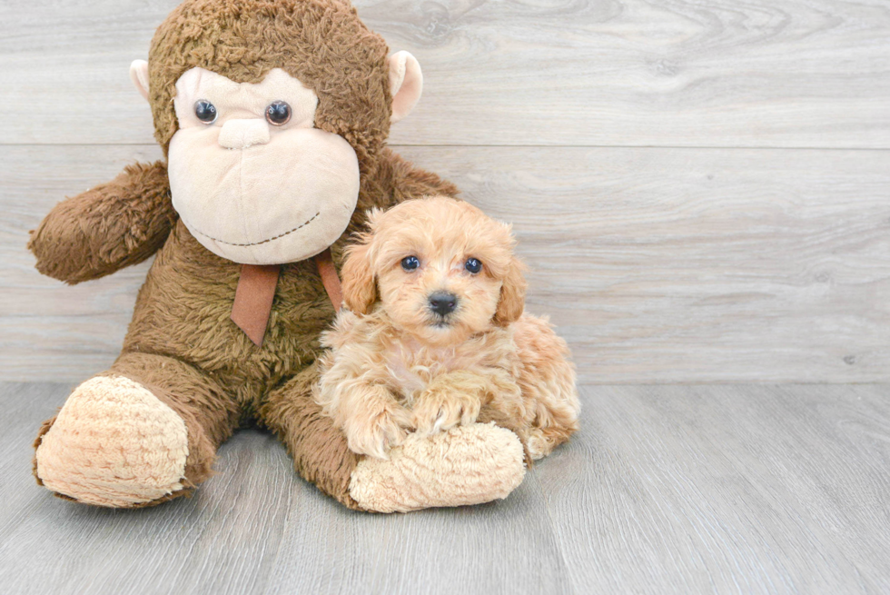 Playful Maltepoo Poodle Mix Puppy