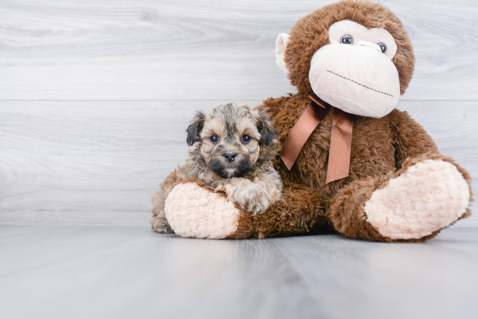 Cute Maltipoo Baby