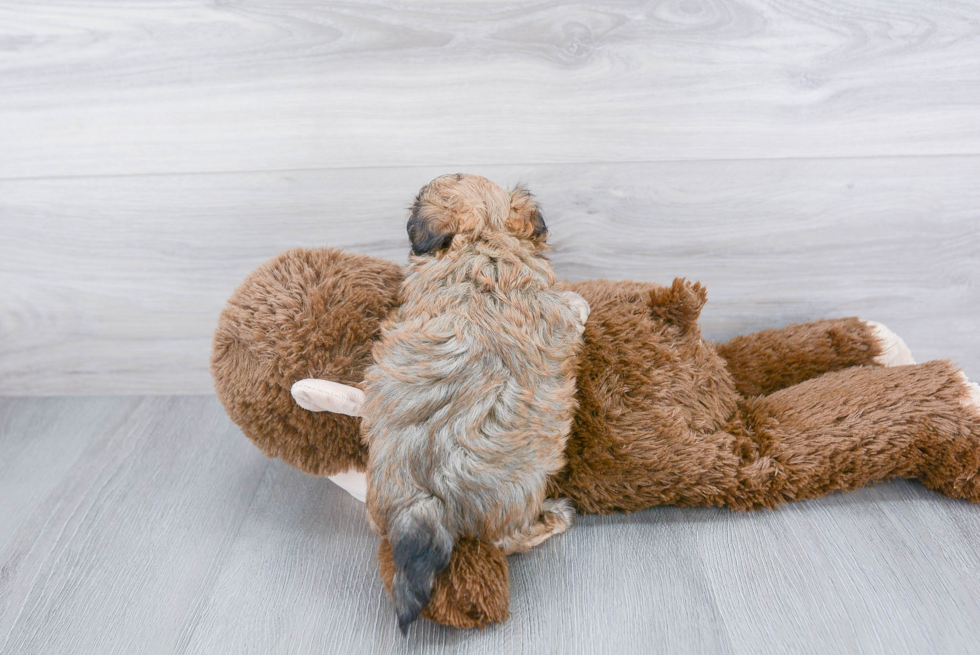 Fluffy Maltipoo Poodle Mix Pup