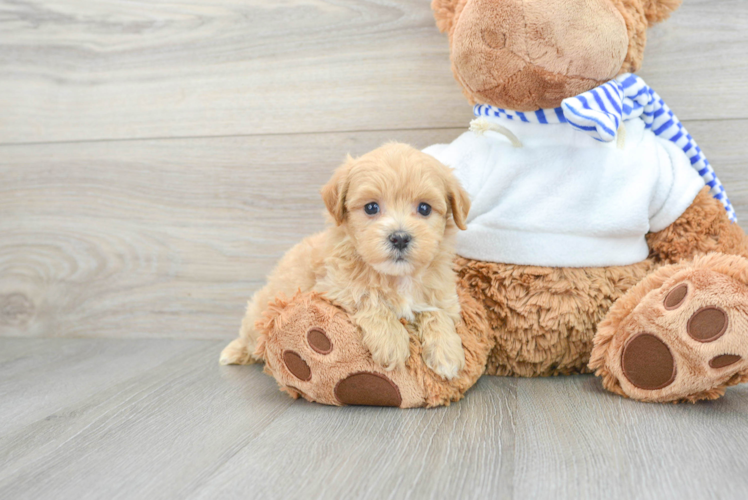 Hypoallergenic Maltese Poodle Poodle Mix Puppy