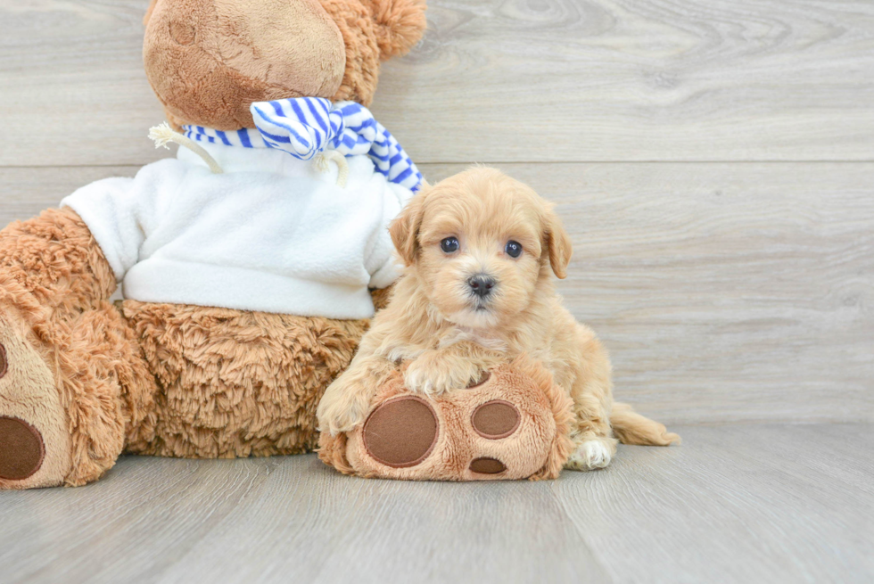 Sweet Maltipoo Baby