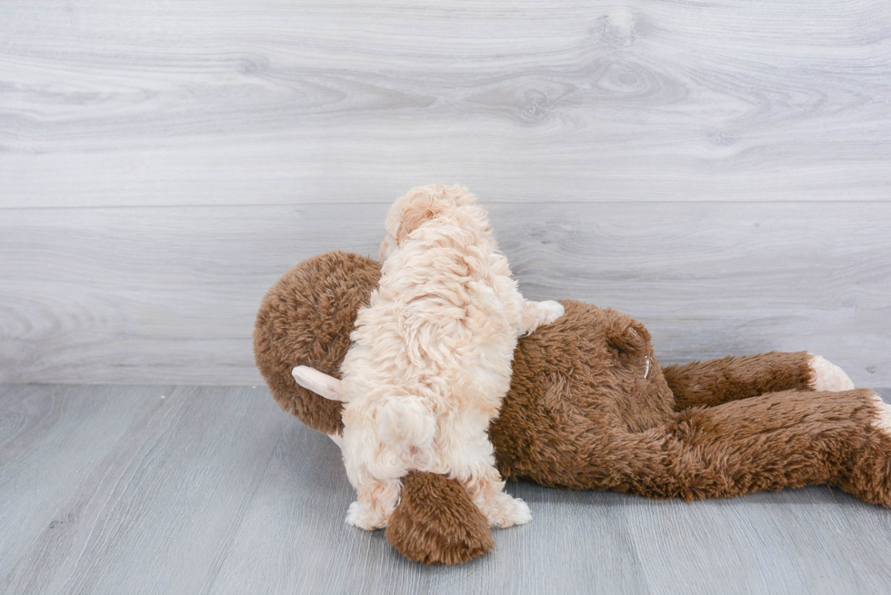 Playful Maltepoo Poodle Mix Puppy