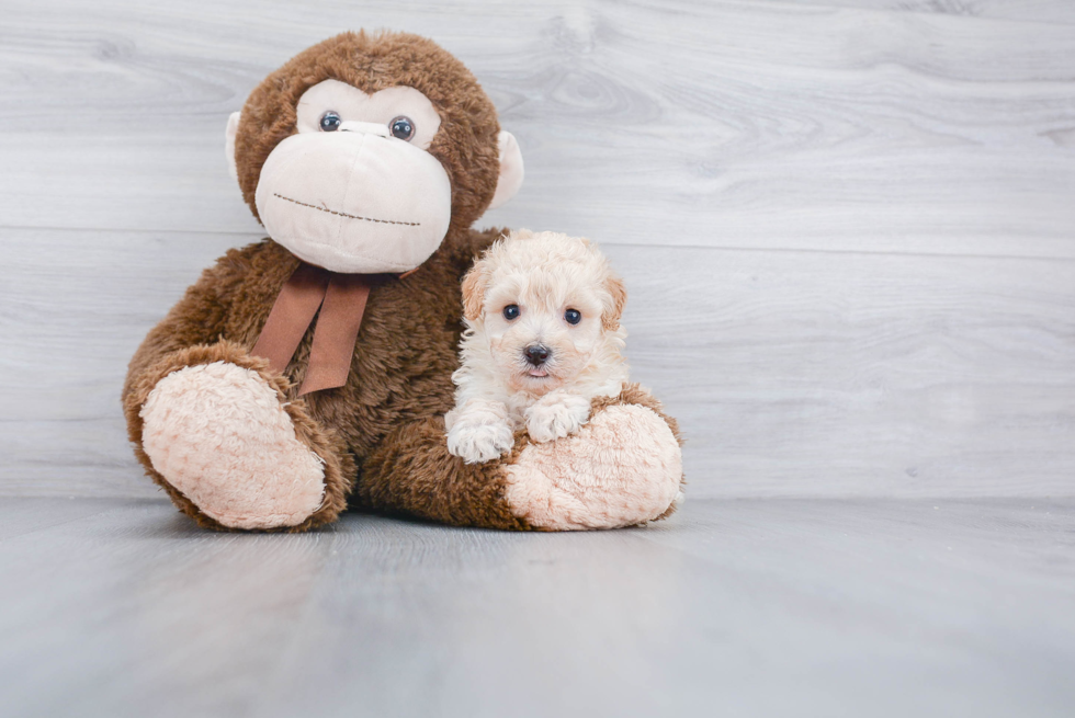 Smart Maltipoo Poodle Mix Pup