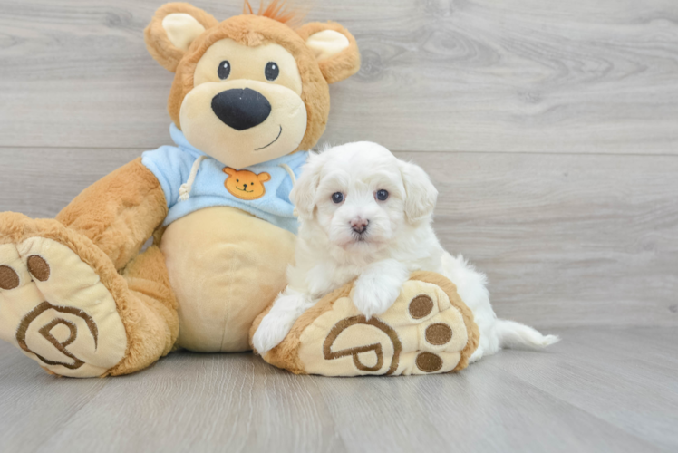 Maltipoo Puppy for Adoption